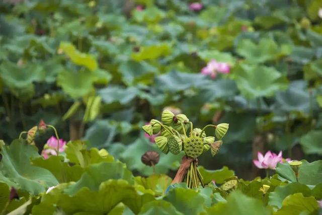夏日限定！湘湖莲蓬上线，周末100个免费送，西湖莲蓬也快了