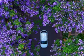 除了教场中路，昆明这条街的蓝花楹也超出片！图片