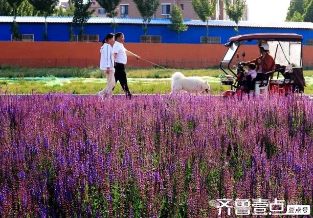 壹点号·秀山东|德州薰衣草花海的浪漫，是连呼吸都带着甜香的紫💜