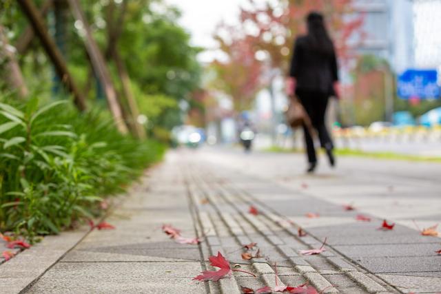 夏赏紫英秋观红 锦江大道秋色上线