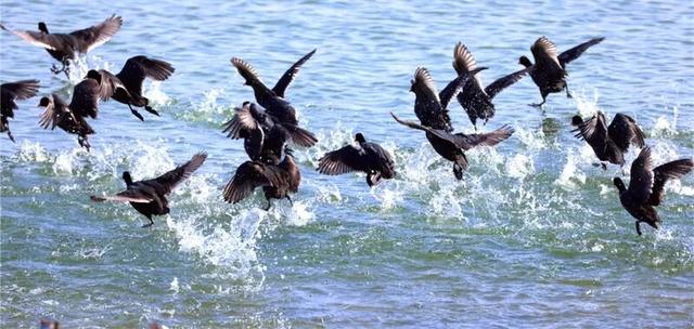 夜读｜萨拉乌苏河湾的生态脉搏