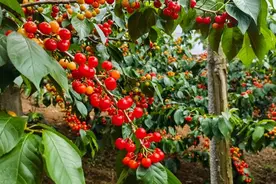 美好生活在云南｜保山昌宁：樱红桃脆采摘乐图片