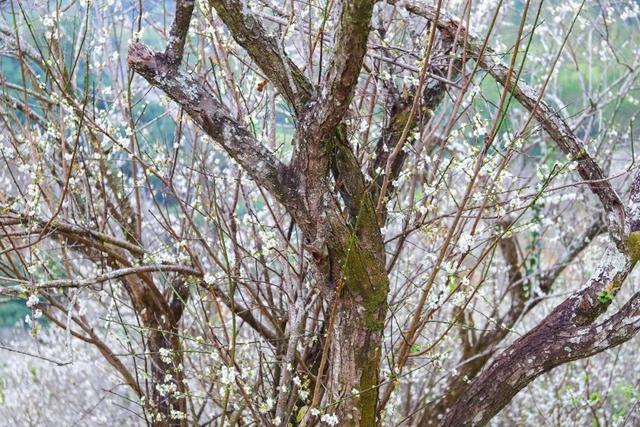 又被信宜美到了！青梅如雪，花期只有1个月