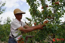 静宁：果农套袋忙 提质增效有保障图片