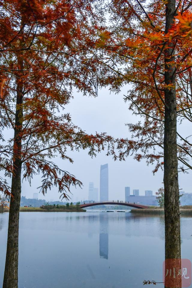 C视觉丨初冬兴隆湖 邂逅油画森林