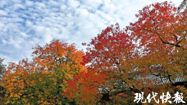 在一棵树上真的能看到四季！南京灵谷寺黄连木构成美丽秋日画卷