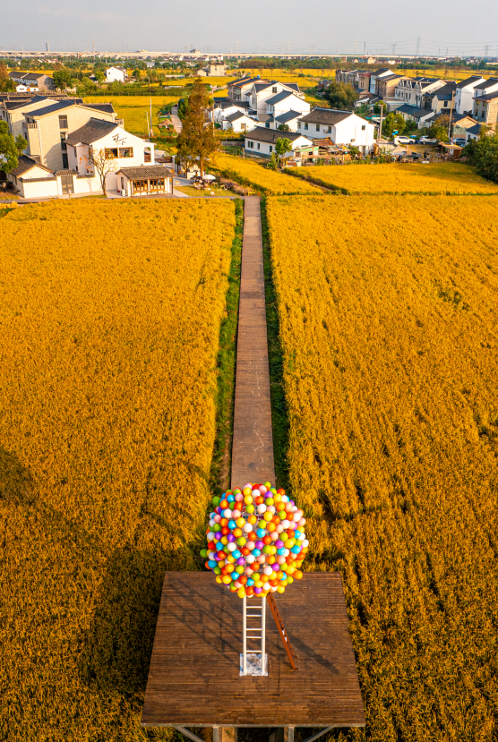 黄金稻田、绝美窗景！这个免费的爆款机位，定格上海最美秋天→