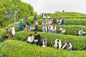 中外青少年上春山“同饮”中国茶图片