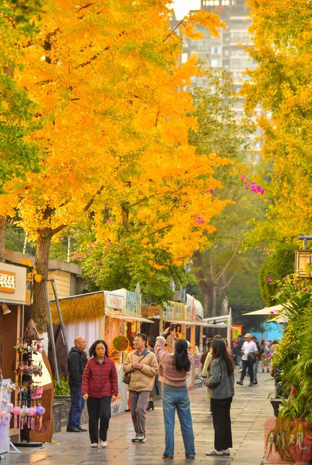 C视觉丨宽窄巷子银杏黄了 成都“金色浪漫”正当时