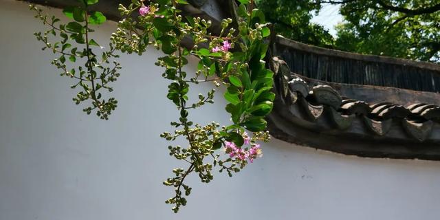 紫薇花盛放！上海这个古典园林盛夏满庭芳→