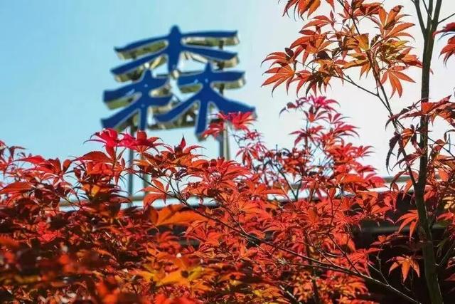 崇明秋色，坠入一场温柔的五彩梦境