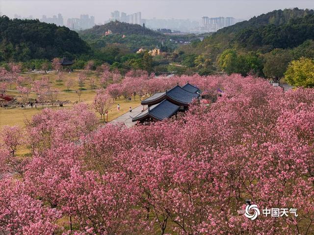 用樱花打开春天 一组图带你感受春日美好