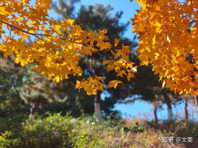 如何描述“北京的秋”？这是一期有温度的推送……