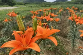 开出好“钱”景！长沙雨花迎来百合绽放季图片