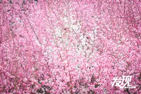 发现·春天里的陕西丨红梅绽放斜枝俏 暗香浮动一城春图片