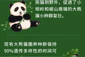 9组数据看我国大熊猫保护成效图片
