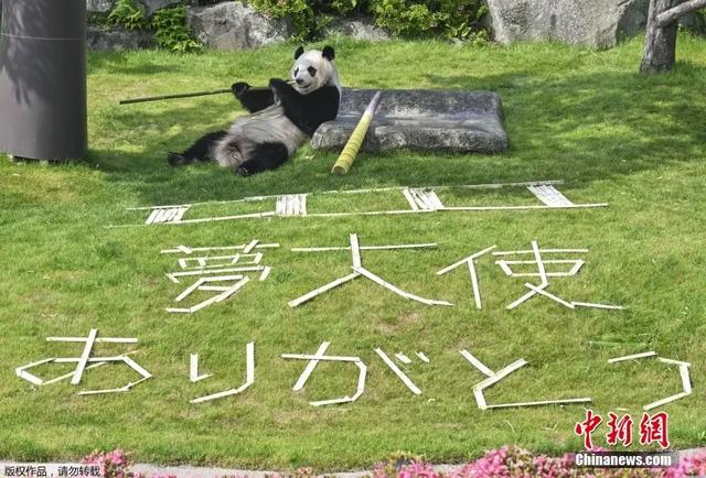 4只旅日大熊猫回国,日本民众泪别:“不敢相信它们要离开这里”