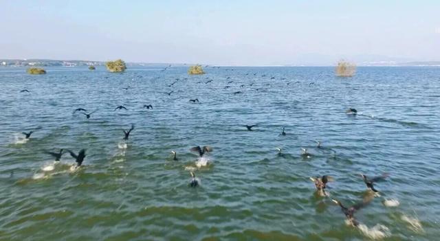 又到候鸟季，相约陆浑来观鸟~