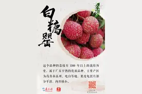 多种荔枝同台“竞味”，你更pick哪一种？图片