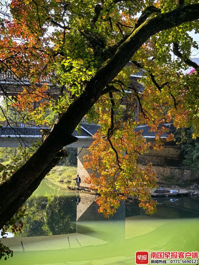 层林尽染，“枫”景如画！桂林开启浪漫赏叶季