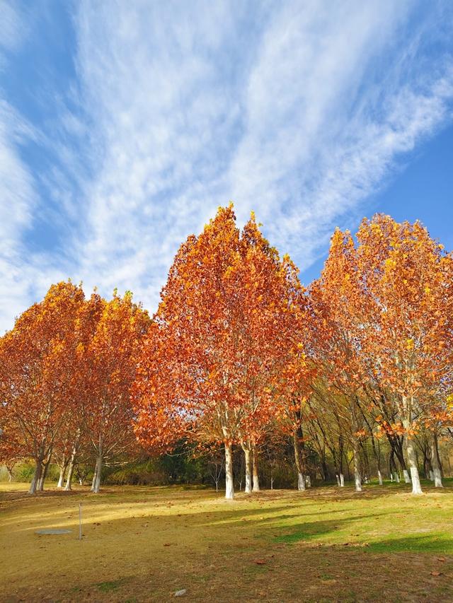 秋深冬浅时，奥森浸染缤纷色彩