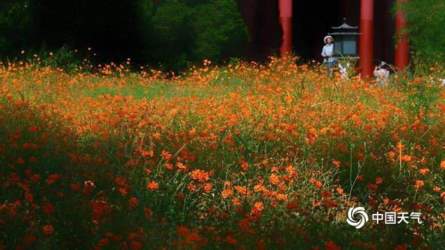 北京北海公园硫华菊盛开 汇成金色花海