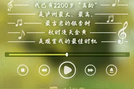 普兴村银杏：15代人的接力，只为守护这棵“状元树” | 如果古树会说话图片