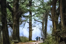 全球仅此一棵，这种树已经“绝后”？图片