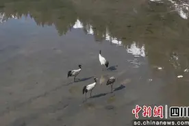 四姑娘山首现国家一级保护动物黑颈鹤图片