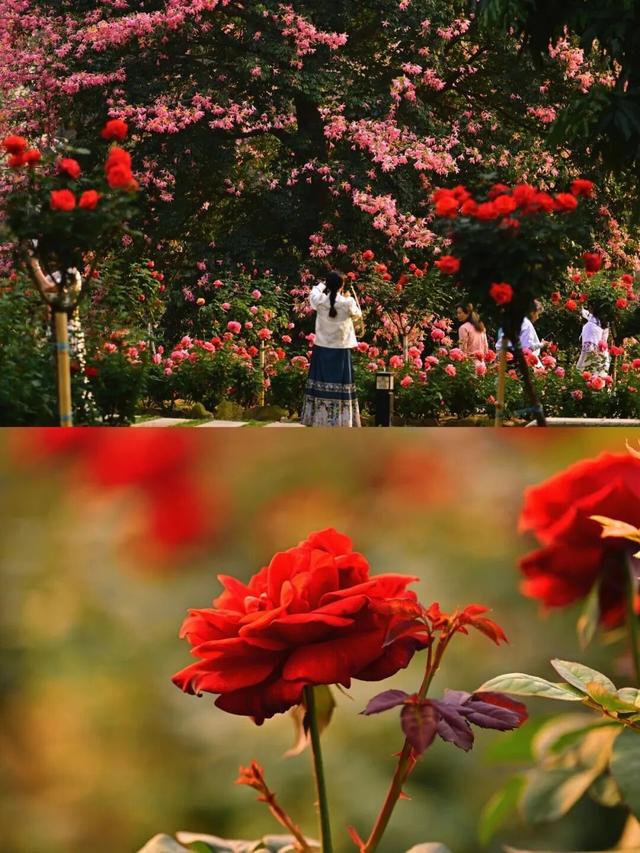 十二月限定浪漫 青秀山双花同绽迎冬韵