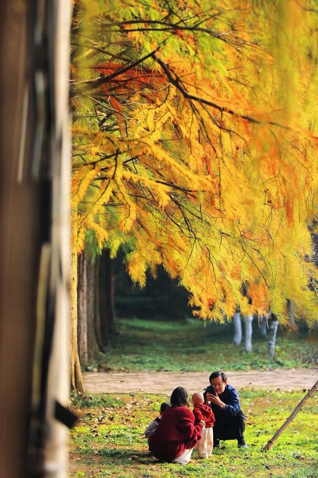 这片焦糖色的“童话森林”，美得藏不住了！