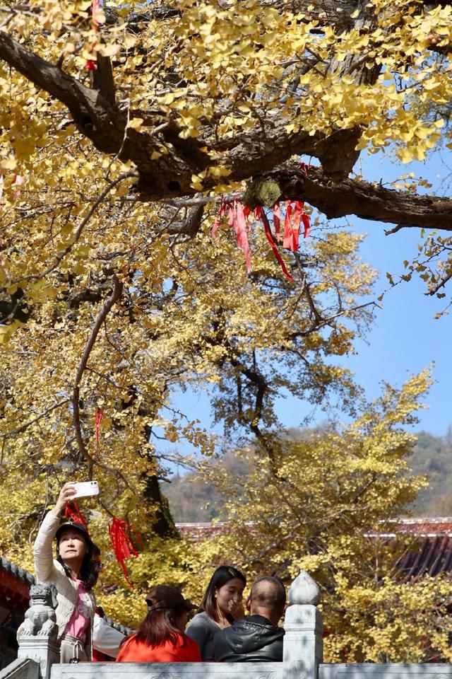 鲁山千年银杏“披金甲” 金秋盛景引客来