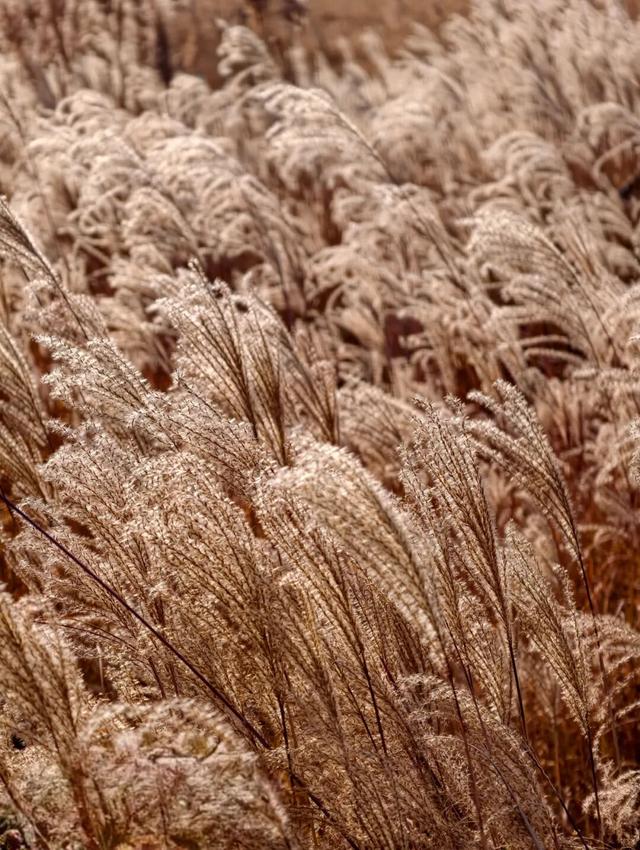 开放预约！大河村国家考古遗址公园即将开园