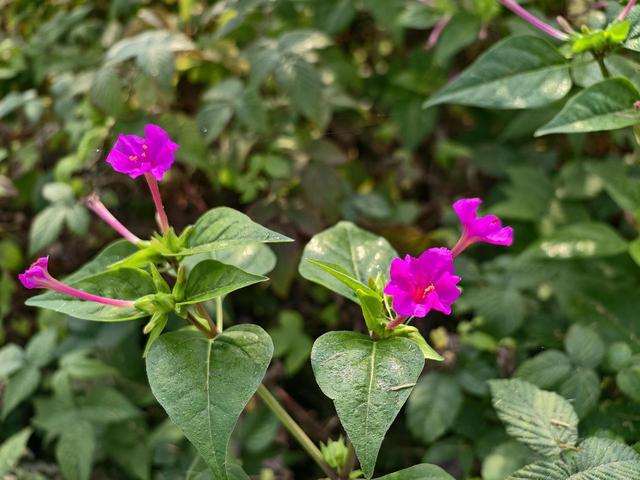 写点生活｜又见盛开在记忆深处的晚饭花