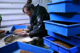 四川金阳：养殖生态石蛙 “跳” 出致富新路图片