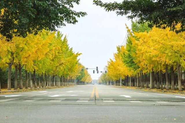初冬限定上线了！德阳银杏打卡攻略请收好