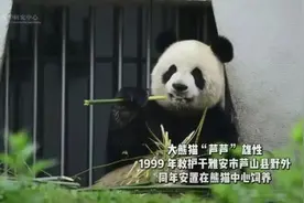 大熊猫“芦芦”，1999年救护于野外，因病抢救无效死亡图片