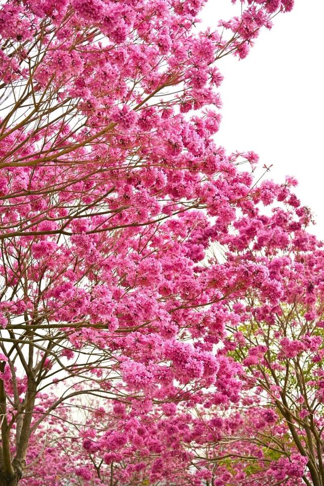 美到上央视！珠海超大花海，开好了！