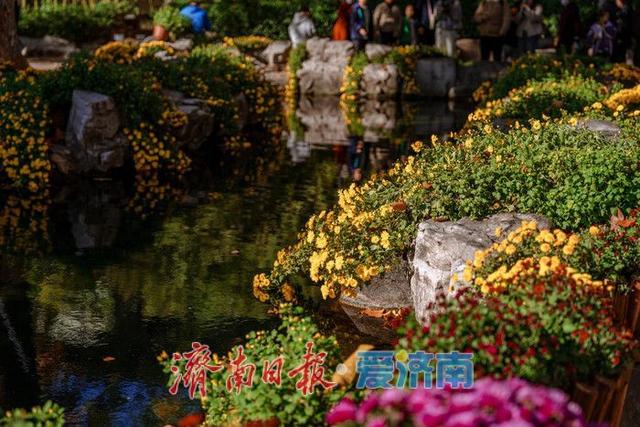 一年四季 泉在济南丨趵突泉金秋菊展盛装绽放，游客市民共赏千菊争艳