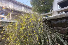 台儿庄古城迎春花开了图片