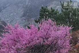 内蒙古喀喇沁旗：春风十里杏花香图片