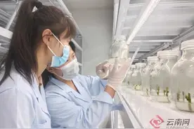 打造“种业芯片” 云南白药加速中药材产业全链生态体系建设图片