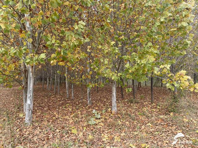 齐河：初冬藏锦绣 美景“二道坝”