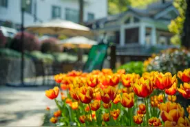 离太子湾不到800米，杭州西湖边还有一处郁金香秘境等你来打卡图片