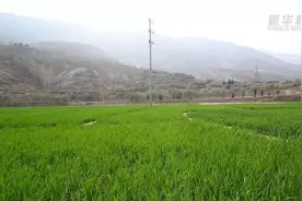 新华全媒+丨“陇上江南”春色满园耕耘忙图片