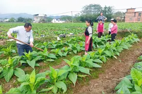 服务到田间 种烟有保障图片
