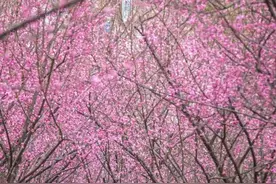 不要门票！重庆歌乐山满山红梅已盛开！速来→图片