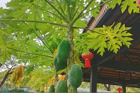 难忘的西双版纳之旅——廉价机票的缺点（二）图片