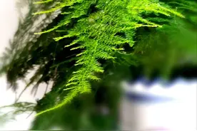 家中养什么绿植好？这6种，四季常绿，净化家中的空气，便宜好养图片