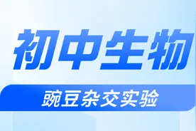 初中生物中的豌豆杂交实验是遗传学的基础内容图片
